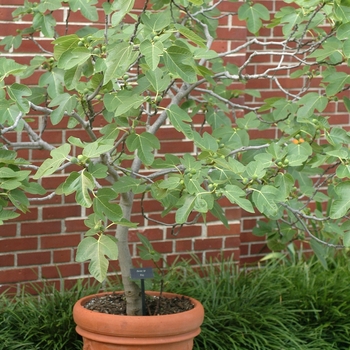 Ficus carica 'Brown Turkey' (030511)