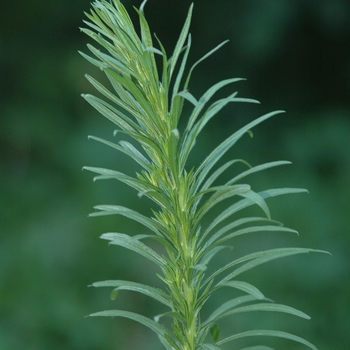 Conyza canadensis '' (030514)