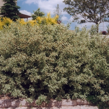 Cornus alba 'Argenteo-marginata' (030543)