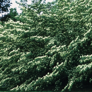 Cornus controversa '' (030548)