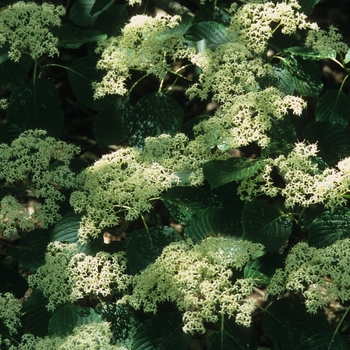 Cornus controversa '' (030549)