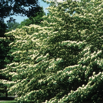 Cornus controversa '' (030551)