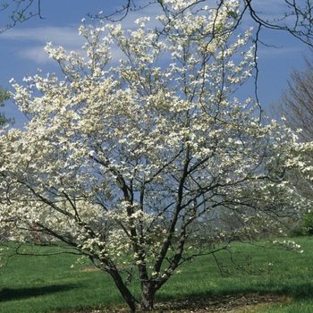 Cornus florida '' (030552)