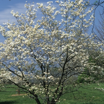 Cornus florida '' (030553)