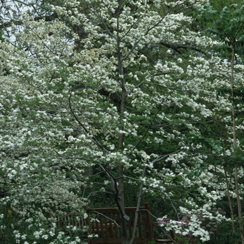 Cornus florida '' (030554)