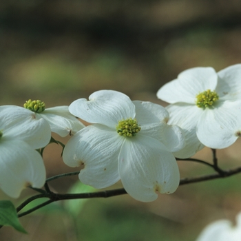 Cornus florida 'Barton' (030574)