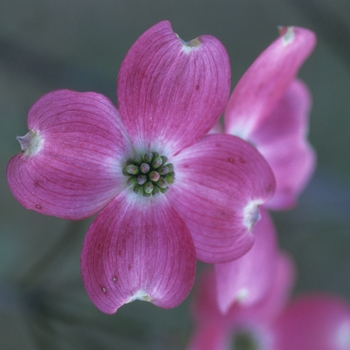 Cornus florida 'Cherokee Sunset™' (030584)