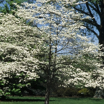 Cornus florida 'First Lady' (030588)