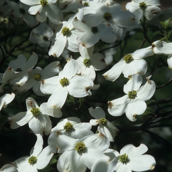 Cornus florida 'First Lady' (030590)