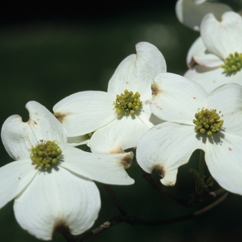 Cornus florida 'First Lady' (030591)