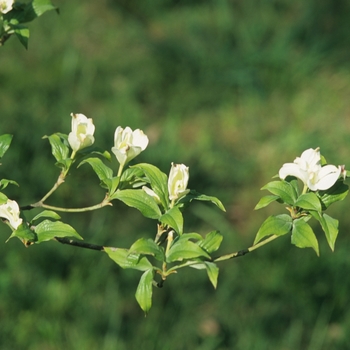 Cornus florida 'Pluribracteata' (030594)