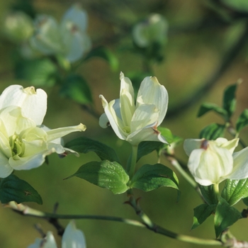 Cornus florida 'Pluribracteata' (030595)