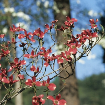 Cornus florida 'Purple Glory' (030597)