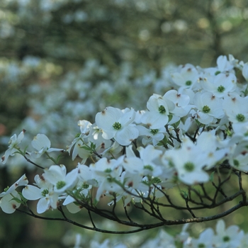 Cornus florida 'Rainbow®' (030599)