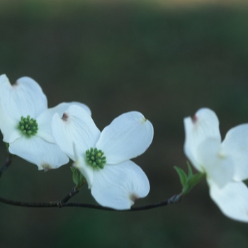 Cornus florida 'Rainbow®' (030600)