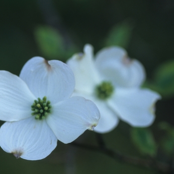 Cornus florida 'Rainbow®' (030601)