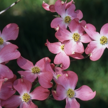 Cornus florida 'Royal Red' (030604)