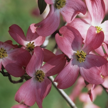 Cornus florida 'Royal Red' (030605)