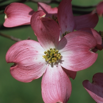 Cornus florida 'Royal Red' (030606)