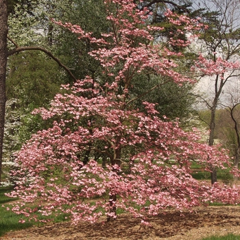 Cornus florida 'Royal Red' (030607)