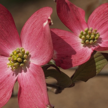 Cornus florida 'Royal Red' (030608)