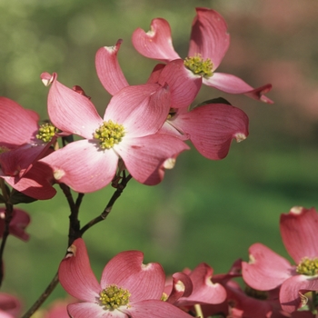 Cornus florida 'Sweetwater Red' (030612)