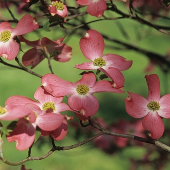 Cornus florida 'Sweetwater Red' (030613)