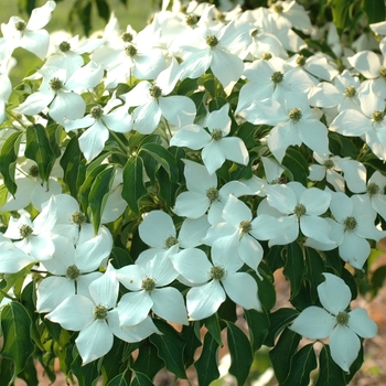 Cornus kousa 'Big Apple' (030634)