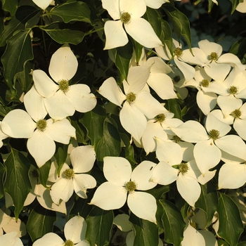 Cornus kousa 'Big Apple' (030636)