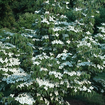 Cornus kousa 'Big Apple' (030637)