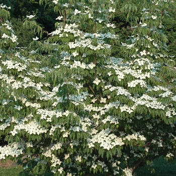 Cornus kousa 'Big Apple' (030638)