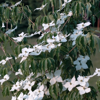 Cornus kousa 'Big Apple' (030639)