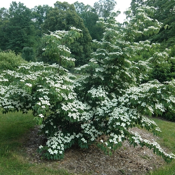 Cornus kousa 'Big Apple' Big Apple Dogwood from Garden Center Marketing