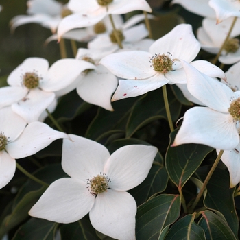 Cornus kousa 'Blue Shadow' (030645)