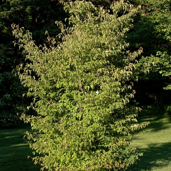 Cornus kousa 'Camden' (030646)