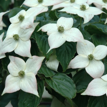 Cornus kousa 'Ed Mezitt' (030649)