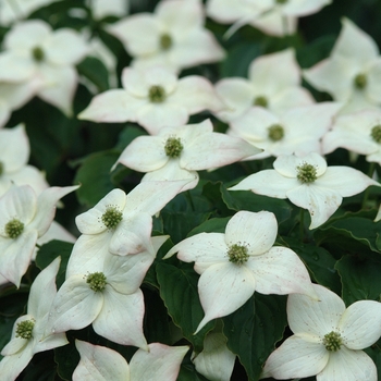 Cornus kousa 'Ed Mezitt' (030651)