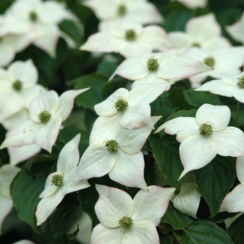 Cornus kousa 'Ed Mezitt' (030652)