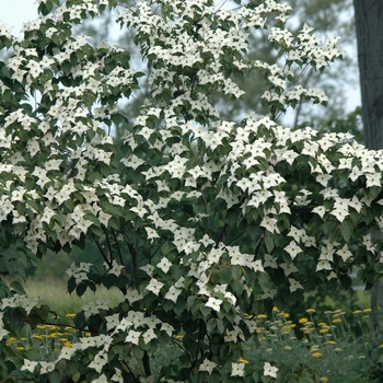 Cornus kousa 'Ed Mezitt' (030654)