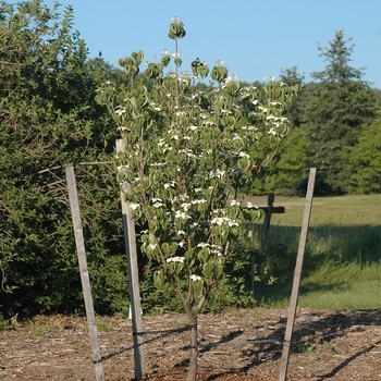 Cornus kousa 'Galilean™' (030659)