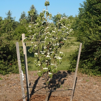 Cornus kousa 'Galilean™' (030660)