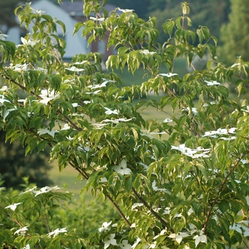 Cornus kousa 'Gay Head' (030663)