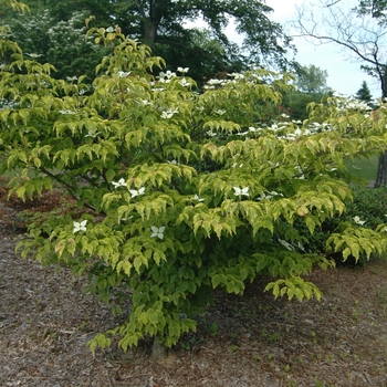 Cornus kousa 'Lemon Ripple' (030674)