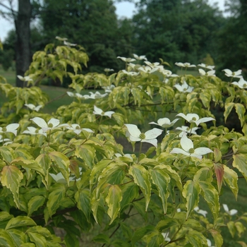 Cornus kousa 'Lemon Ripple' (030675)