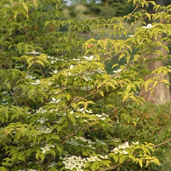 Cornus kousa 'Lemon Ripple' (030676)