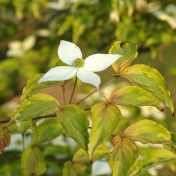 Cornus kousa 'Lemon Ripple' (030677)