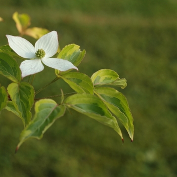 Cornus kousa 'Lemon Ripple' (030679)