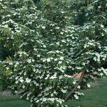 Cornus kousa 'Madame Butterfly' (030689)