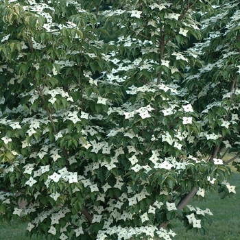 Cornus kousa 'Madame Butterfly' (030690)