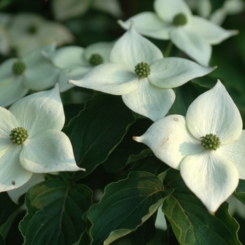 Cornus kousa 'Madame Butterfly' (030692)